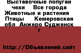 Выставочные попугаи чехи  - Все города Животные и растения » Птицы   . Кемеровская обл.,Анжеро-Судженск г.